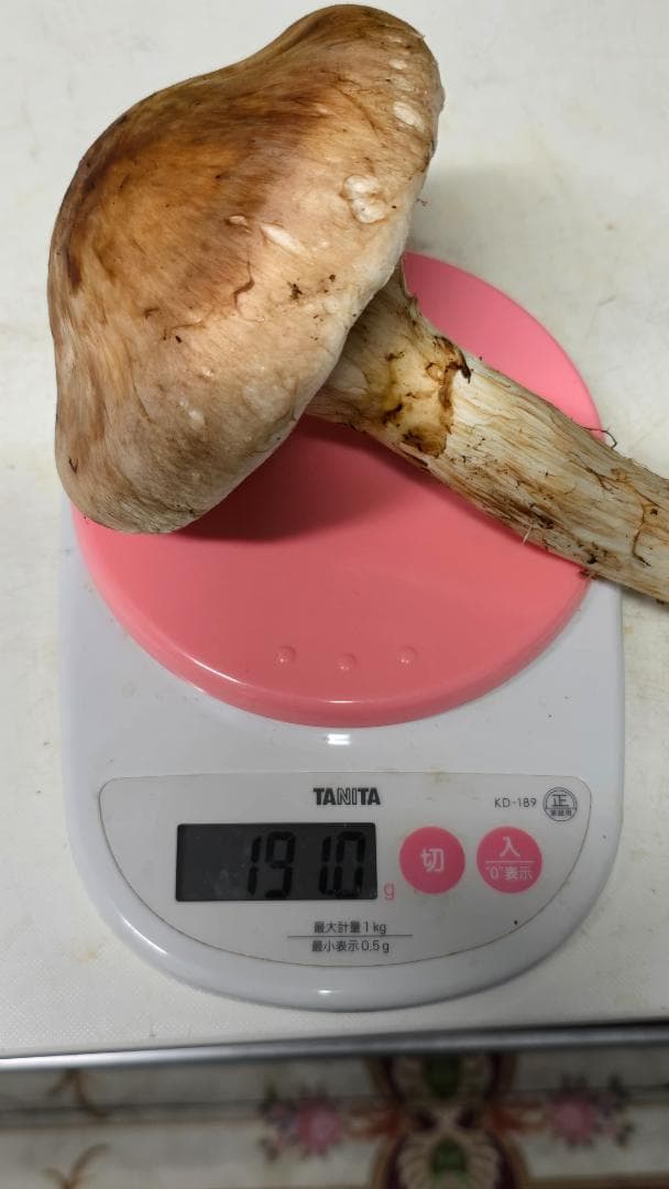 松茸 191g＋171g　10月14日獲れ　福島県産　会津