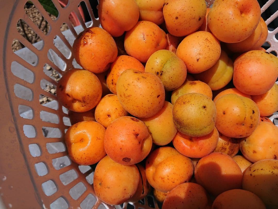 今が旬の杏酒の実　　特大品です。これからが最高です。