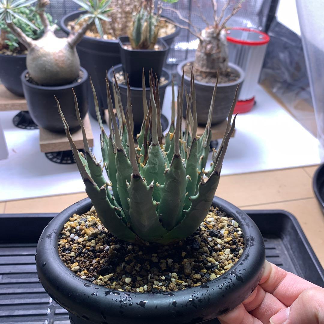 T*u様 エボリスピナ・現地株