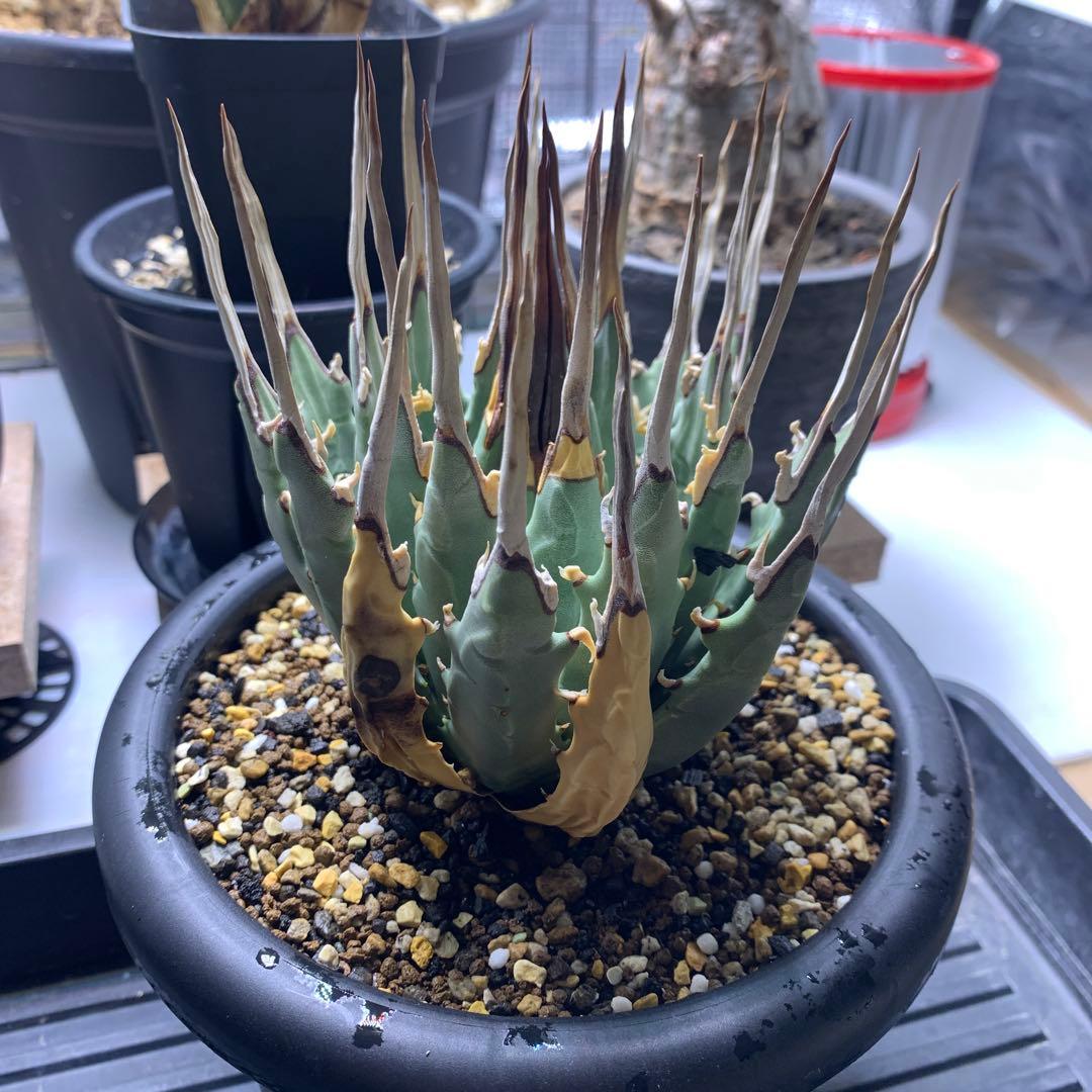 T*u様 エボリスピナ・現地株