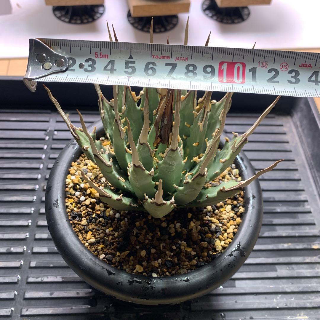 T*u様 エボリスピナ・現地株