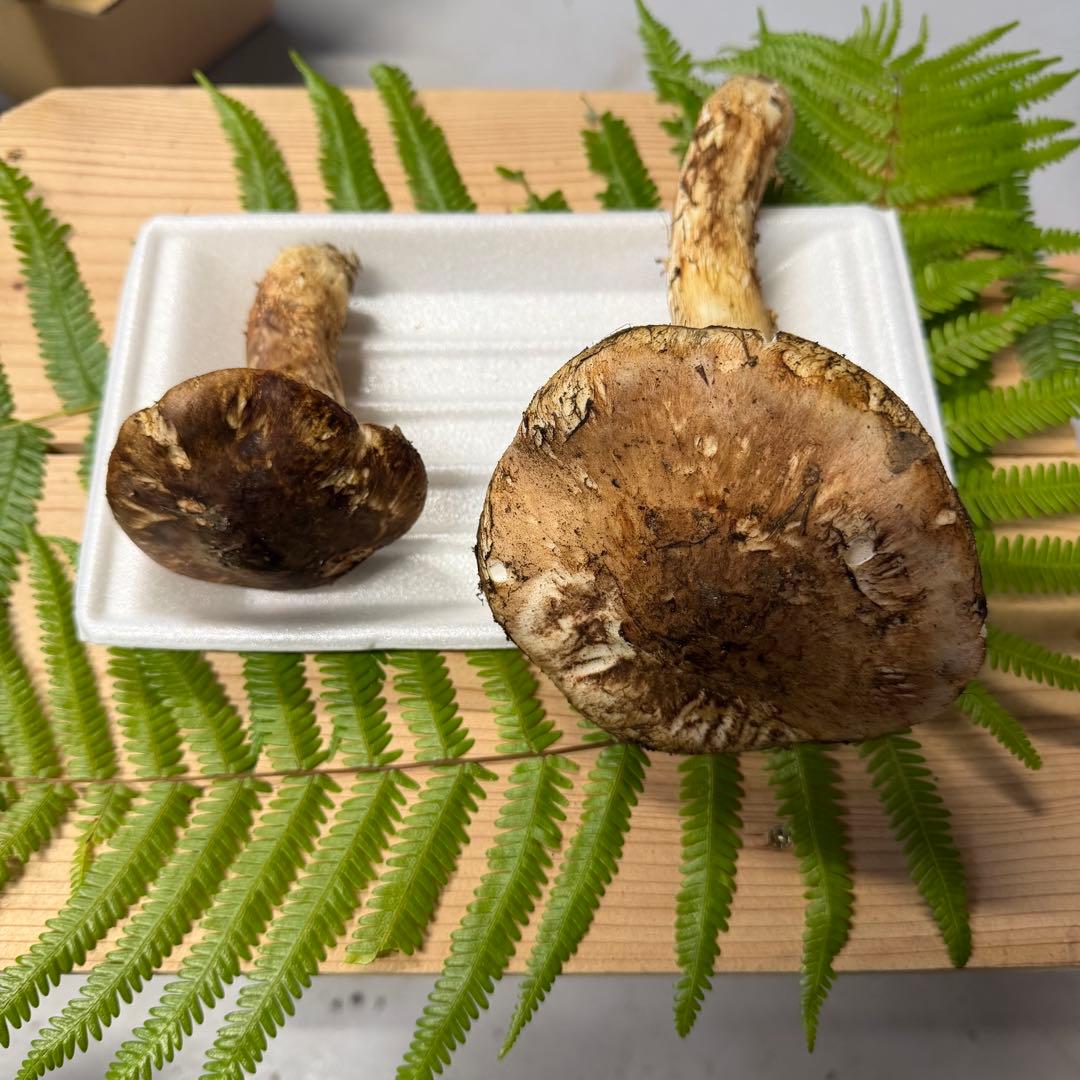 ④ 松竹梅即日発送可能 採れたて 和歌山県産 天然松茸 2本 156.4g