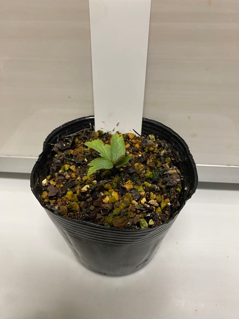 クリスマスローズ苗原種チベタヌス