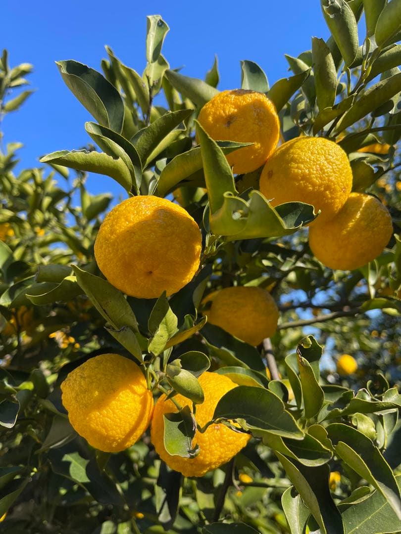 柚子　箱の重さ込み10キロ　発送日に収穫します