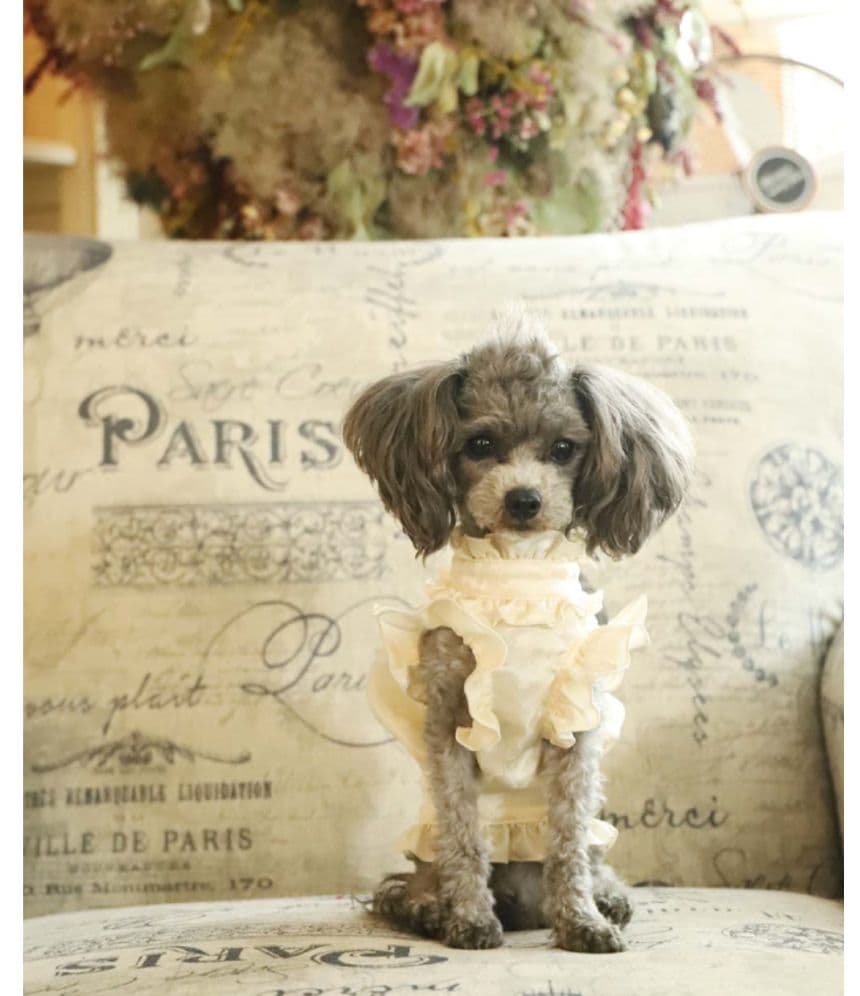 アトリエgg　Lady Silk スタンドカラー犬服