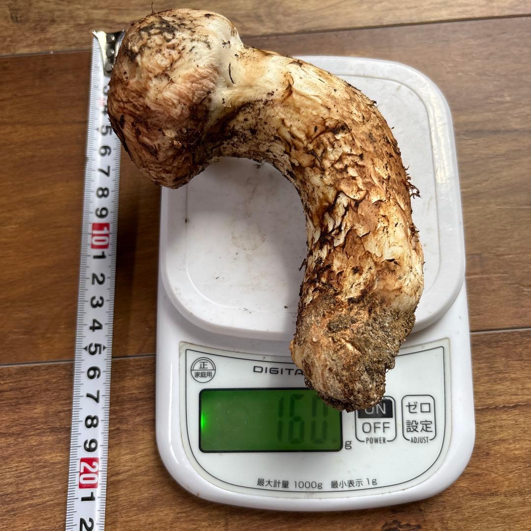 長野県南信州産‼️松茸 極上160g 11/11朝採れ