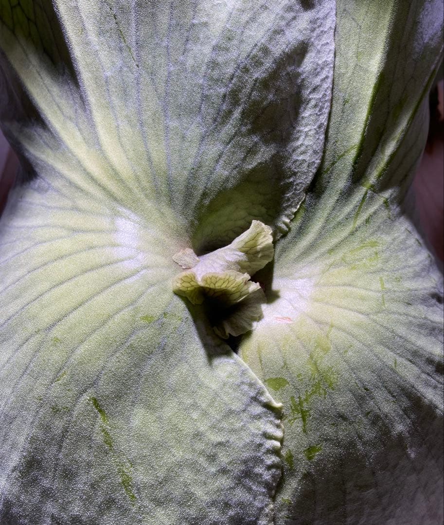 ビカクシダ　ホルタミー　特大株