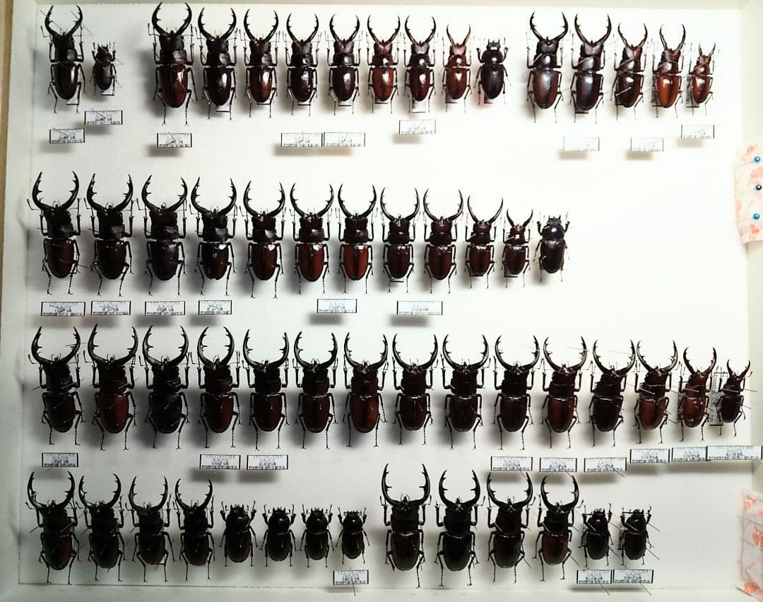 村山輝記製作・クワガタ標本　トカラノコギリクワガタ全島