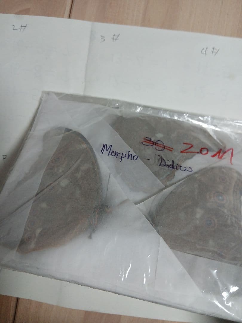 ペルー産・オオモルフォ（実物写真）A-