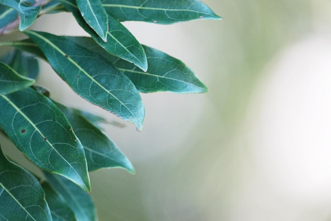 【プロ厳選】今まで撮れなかった写真が撮れるSEL200600G