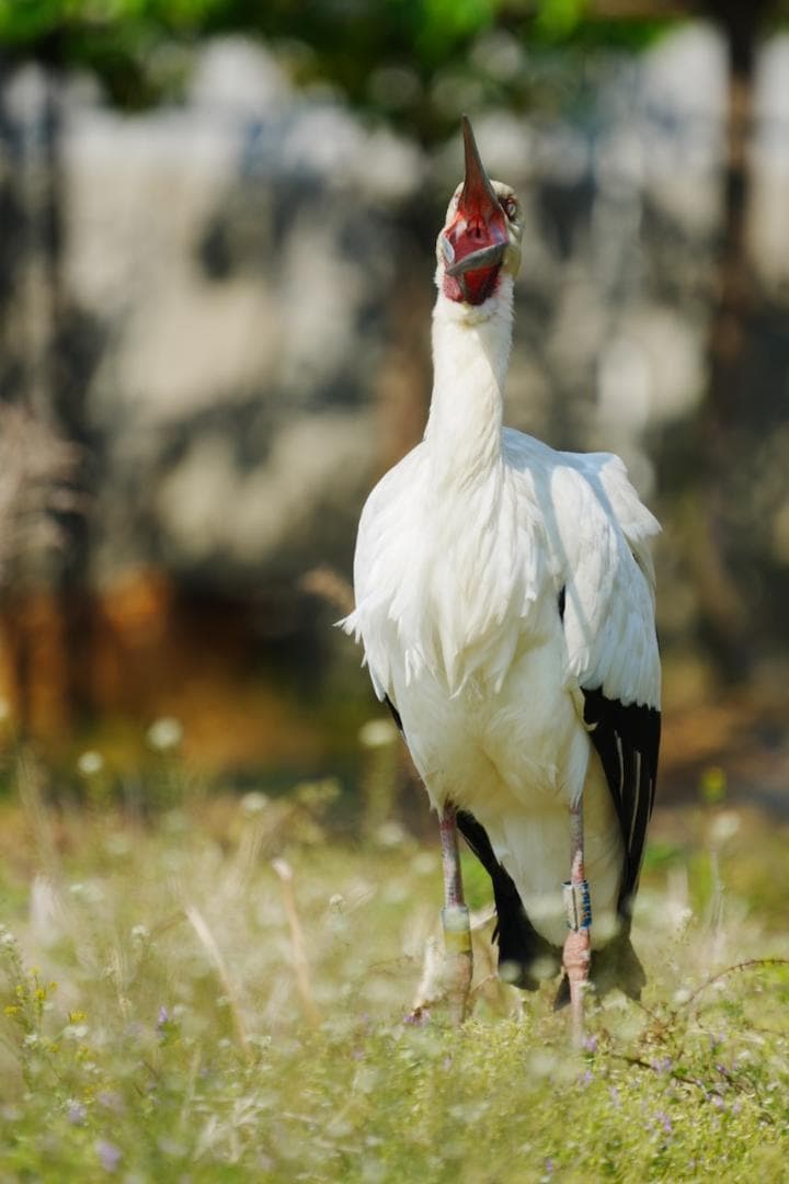 【プロ厳選】今まで撮れなかった写真が撮れるSEL200600G