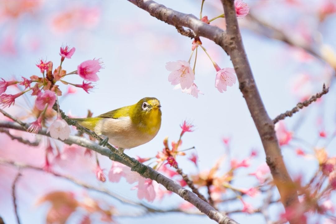 【プロ厳選】今まで撮れなかった写真が撮れるSEL200600G