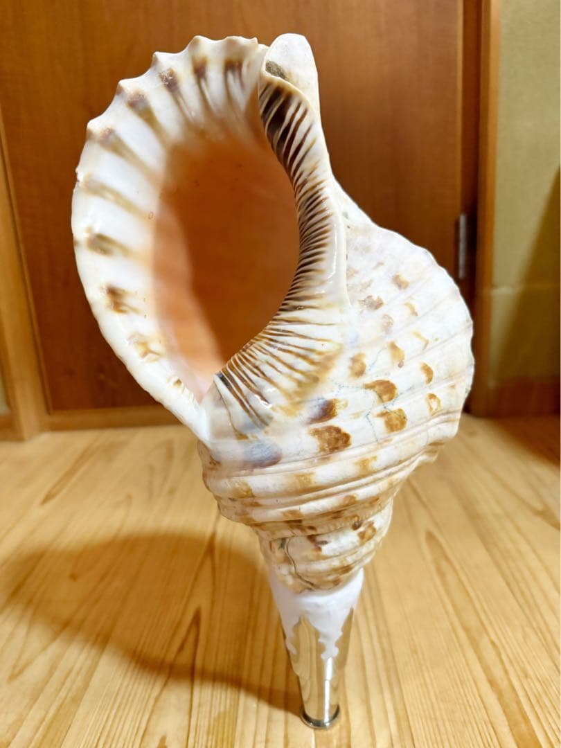 幸*ギ様 大型肉厚39㎝修験道法螺貝　山伏　密教　魔除け　熊よけ❣️ホラガイ　ほ