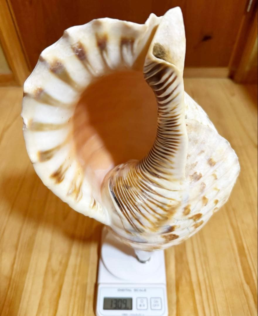 幸*ギ様 大型肉厚39㎝修験道法螺貝　山伏　密教　魔除け　熊よけ❣️ホラガイ　ほ