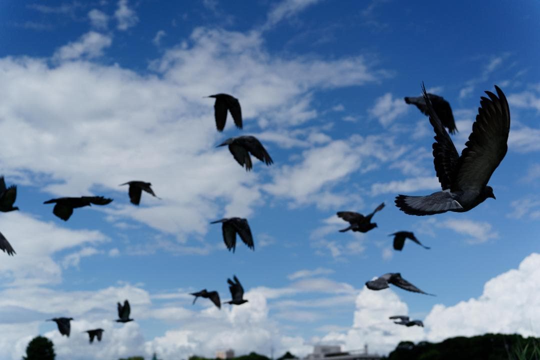 SEL50F25G SONY FE 50mm F2.5G レンズ