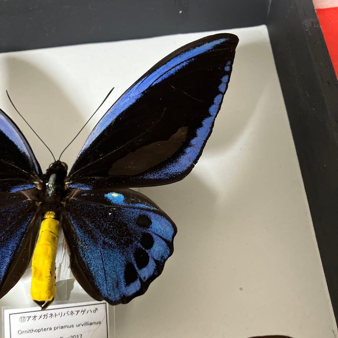 Ornithoptera priamus urvillianus 蝶の標本 ♂♀