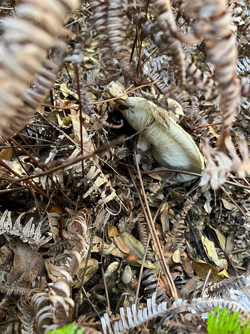 【専用です♪】【大阪泉州産】天然松茸 採れたて開き☆1本215g国産