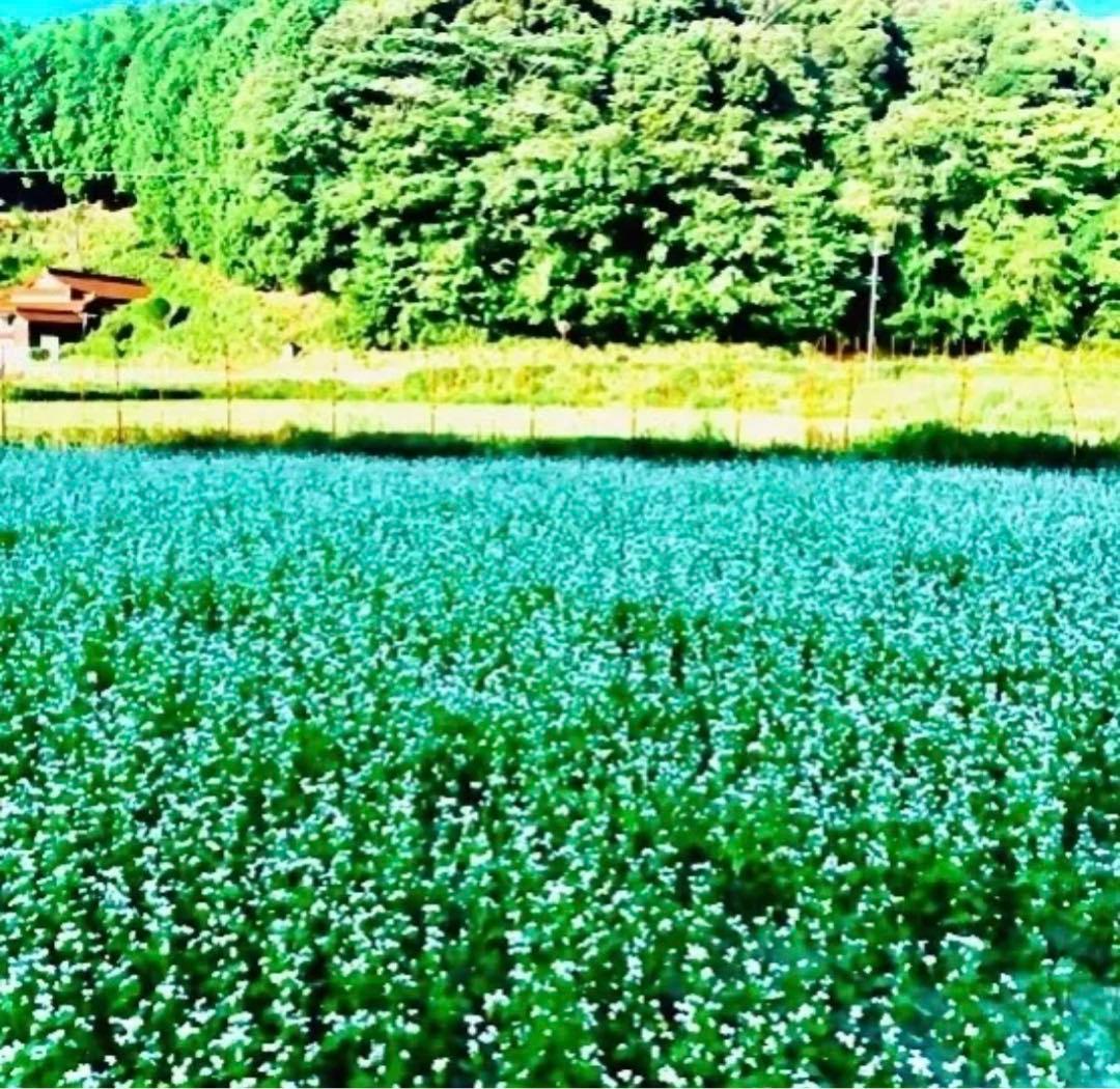 しろくま　そば殻付き実