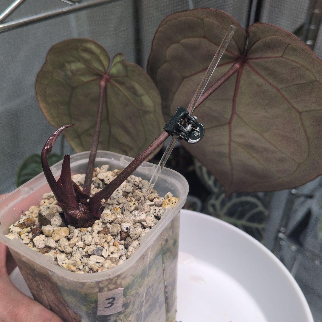 アンスリウム　KOS x Red crystalinum　Huタグ付き