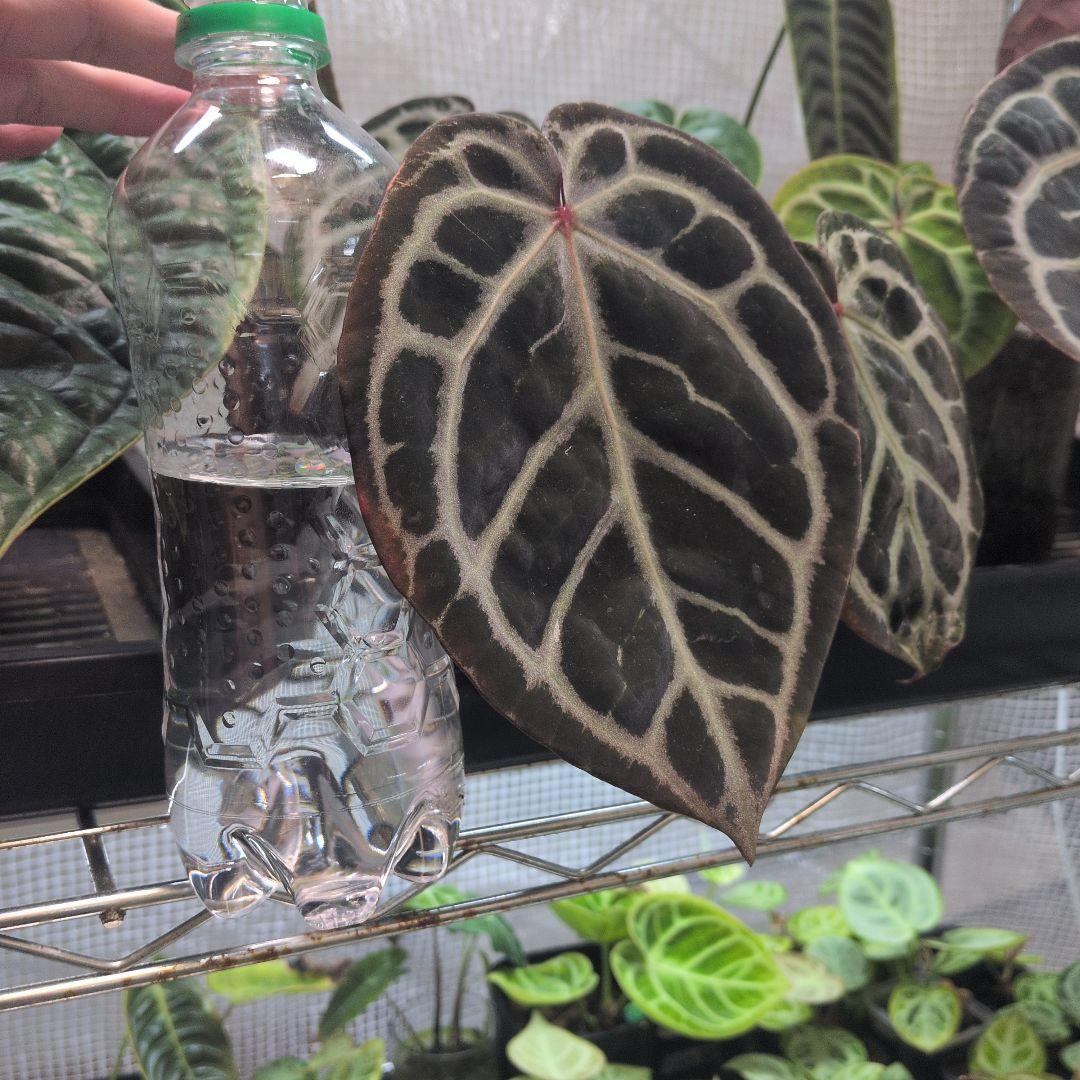 アンスリウム　KOS x Red crystalinum　Huタグ付き