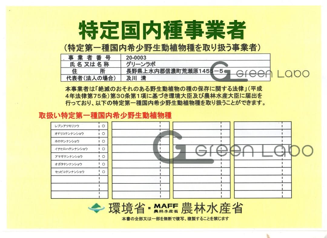 ひろ　セッピコテンナンショウ 開花見込み球根　×１