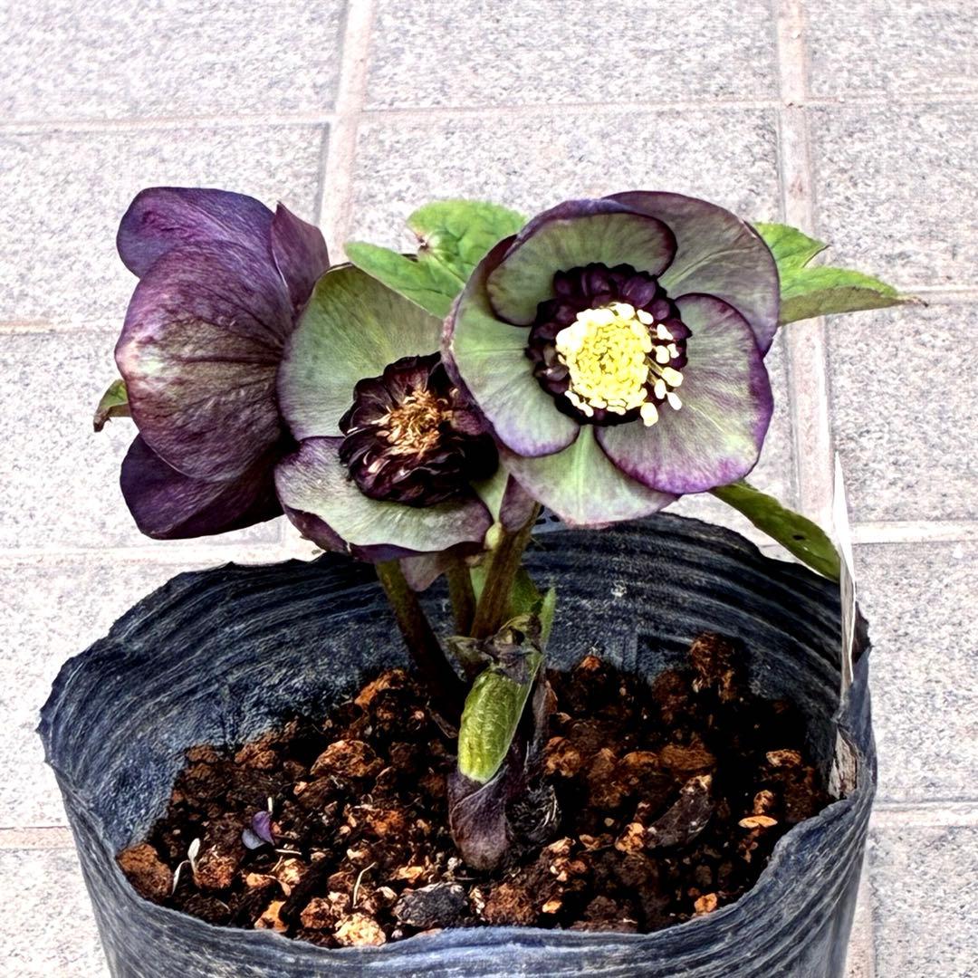 m*i様 3429☘️花付き☘️SD⭐️ボリューム艶ピコSD⭐️バイカラー⭐️コ