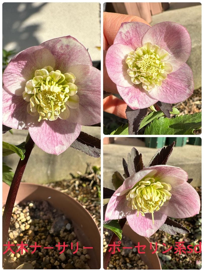 クリスマスローズ　大木ナーサリーポーセリ系sd