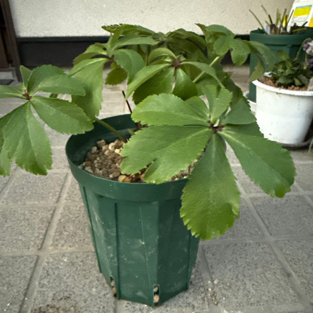 クリスマスローズ　大木ナーサリーポーセリ系sd