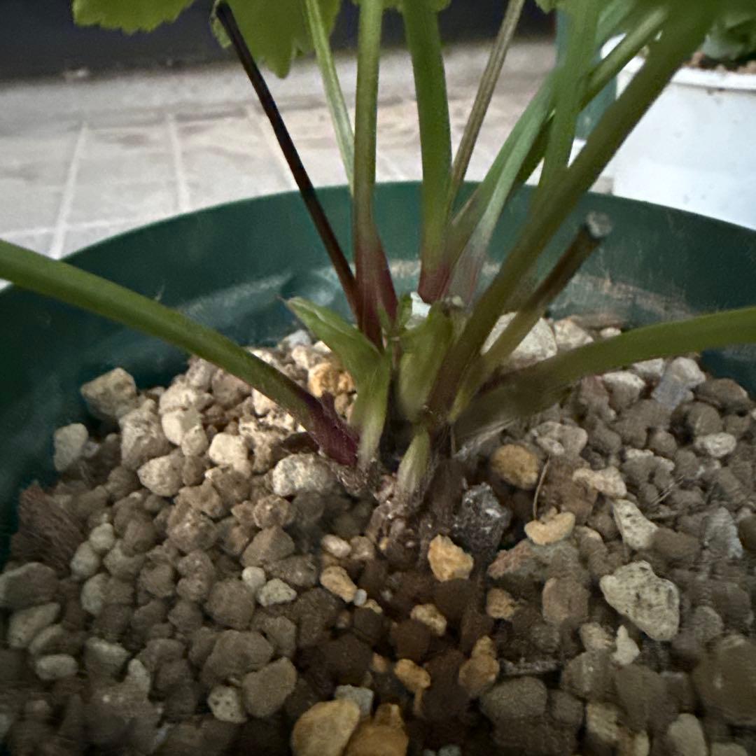 クリスマスローズ　大木ナーサリーポーセリ系sd