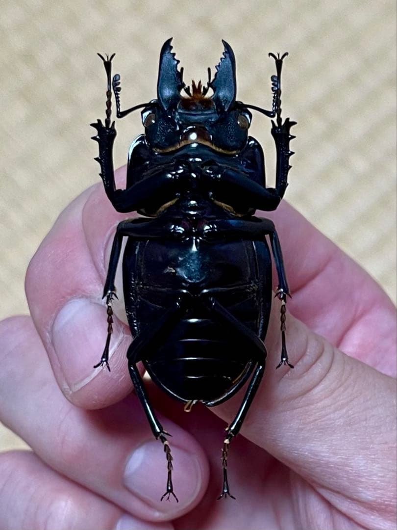 ダ*ド様 アマミマルバネクワガタWD標本　54.9㎜希少