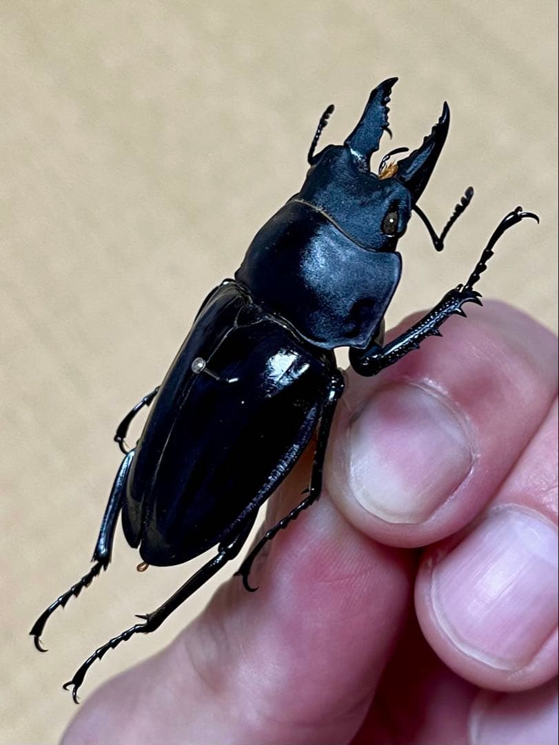 ダ*ド様 アマミマルバネクワガタWD標本　54.9㎜希少