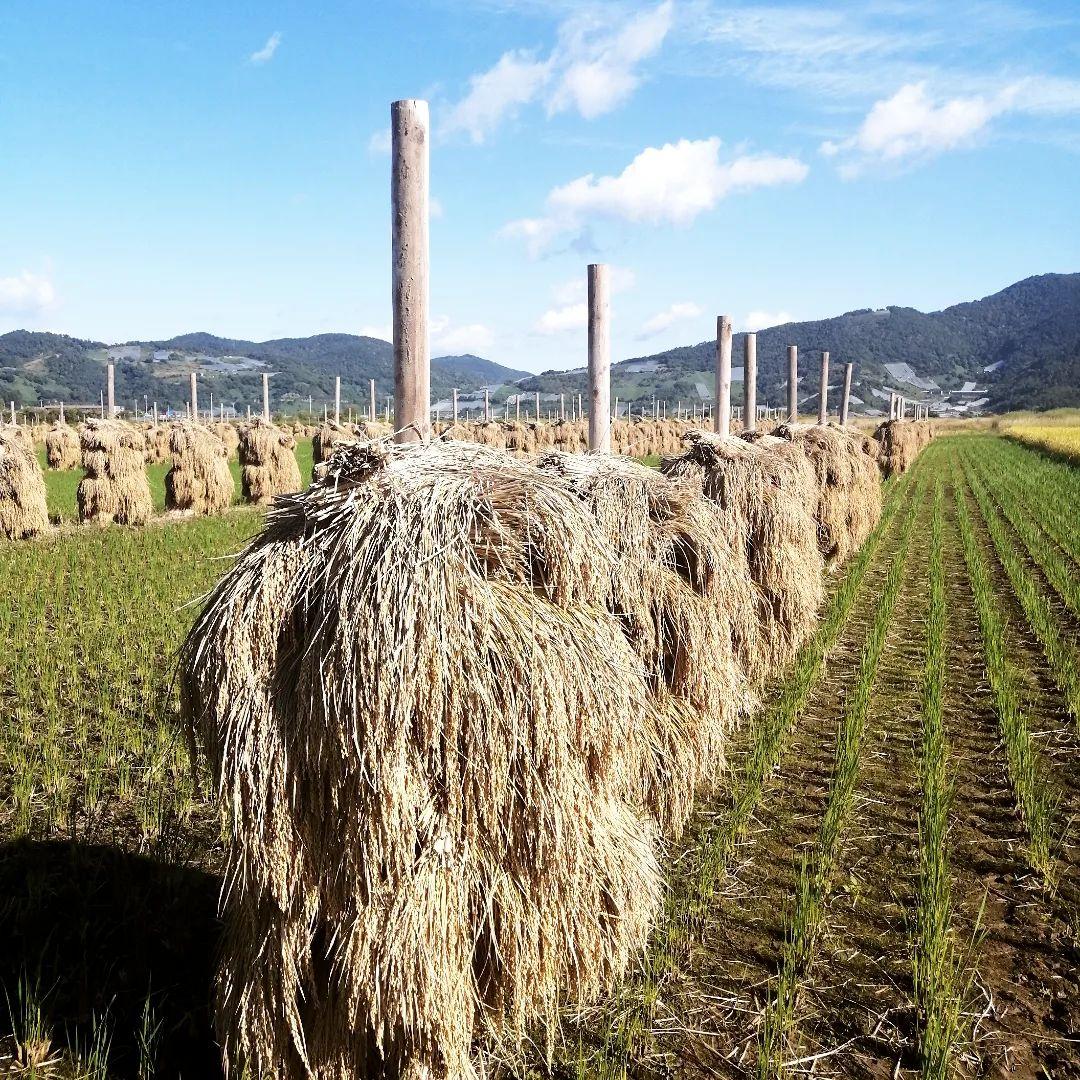 はえぬき米 10kg 自然乾燥　特別栽培米　令和7年産