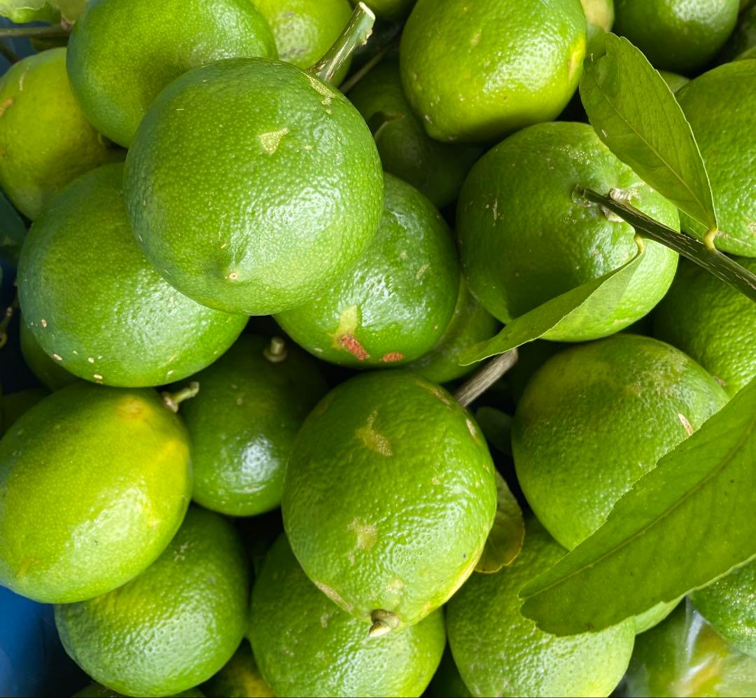 完全無農薬　石垣島産マイヤーレモン10キロ