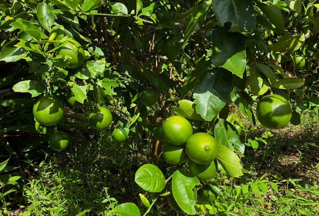 完全無農薬　石垣島産マイヤーレモン10キロ