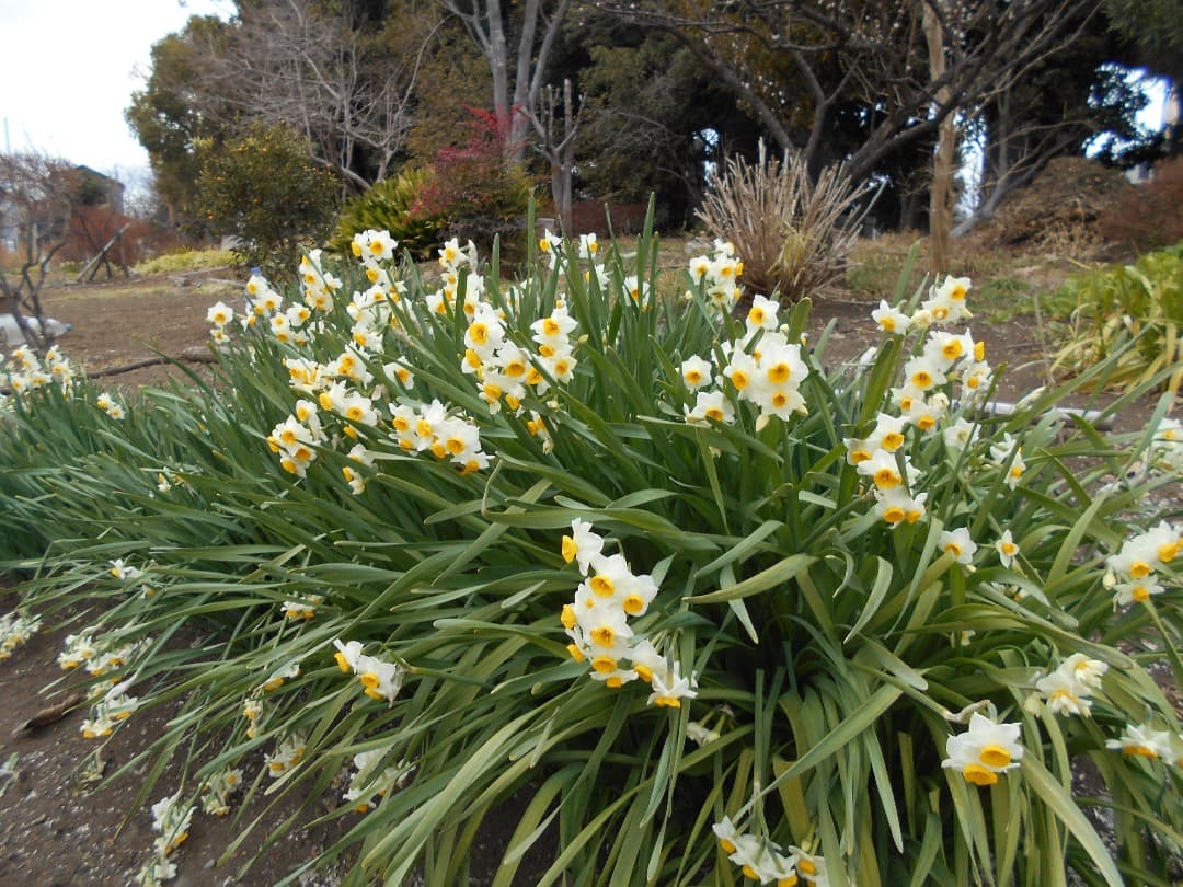 実写美⭕️【動作確認済】Nikon COOLPIX A100 レッド　デジカメ