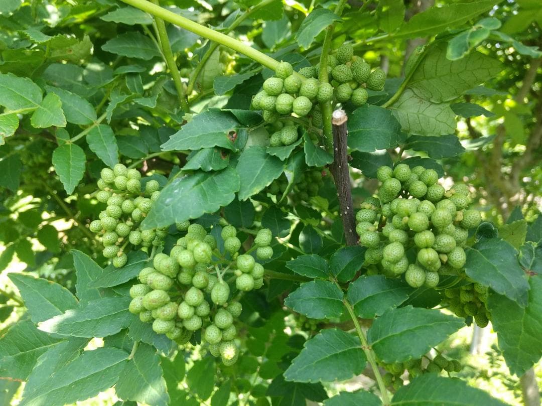 枝取りアク抜き済み！　北秋田阿仁産手作り塩蔵実山椒50ｇ×20パック