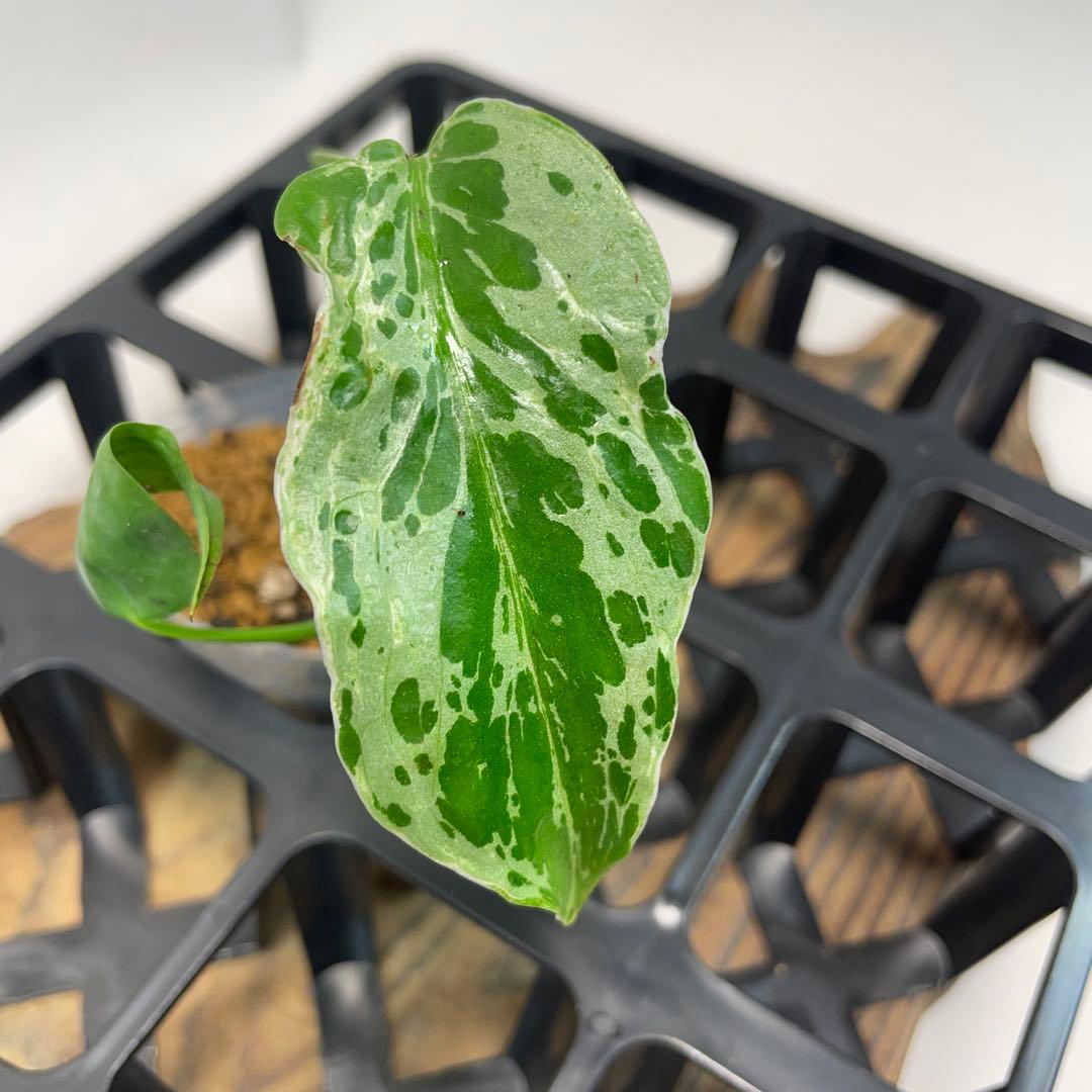 モ*ス様 品種保証！斑入り保証！Bulbasaurモンステラ バルバソー フシギ