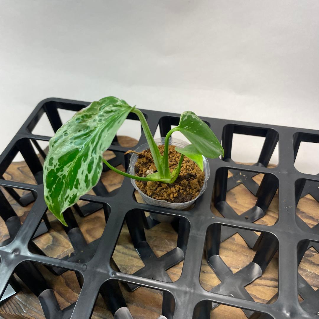 モ*ス様 品種保証！斑入り保証！Bulbasaurモンステラ バルバソー フシギ