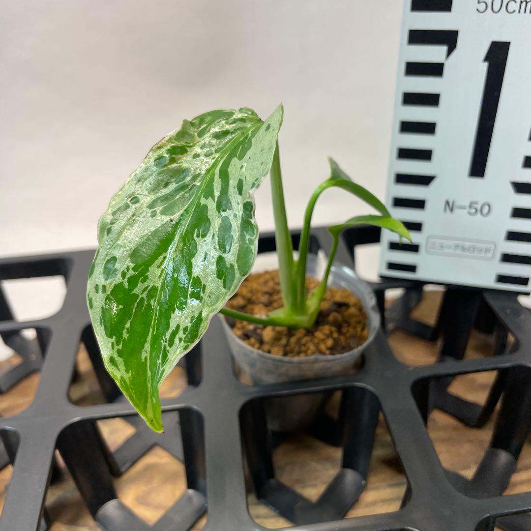 モ*ス様 品種保証！斑入り保証！Bulbasaurモンステラ バルバソー フシギ