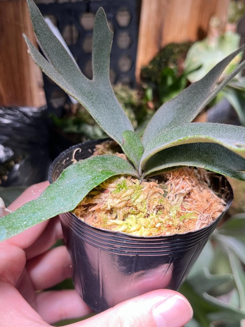 し*ー様 【金童・特価】P. willinckii 'Golden Boy' s