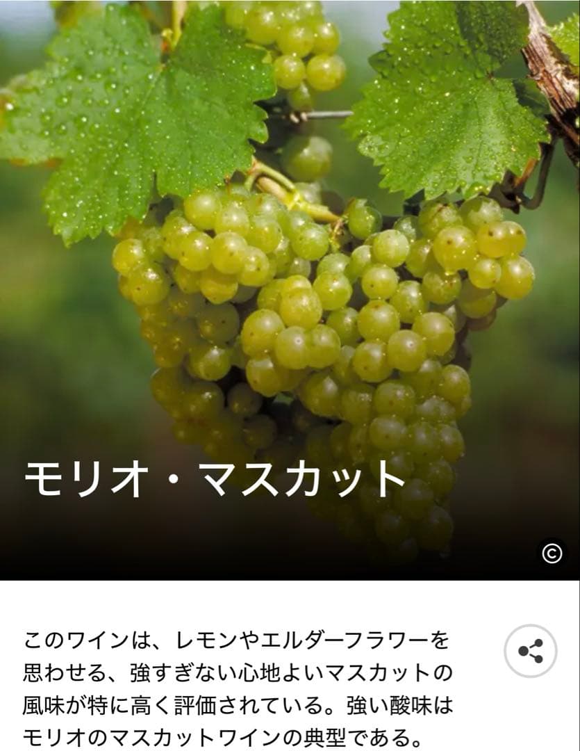 モリオ・ムスカート（Morio-Muskat）