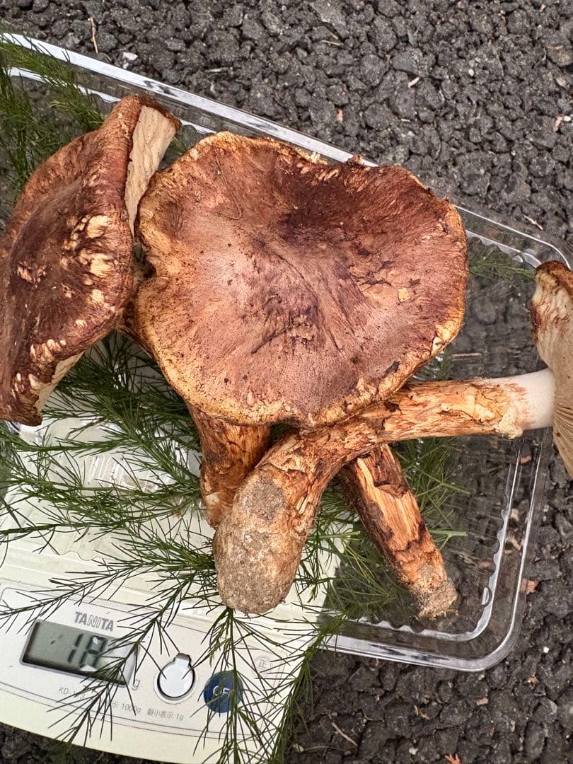 【お値打ち限定1点】岩手雫石町産 天然 開き、香り良い松茸 3本 189g