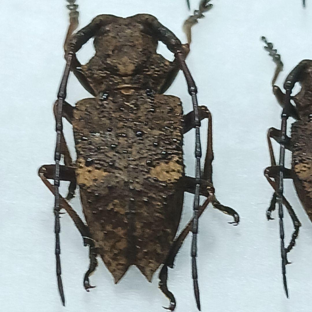 フジータニグチ　ハイブリッドポイント産　7♂7♀