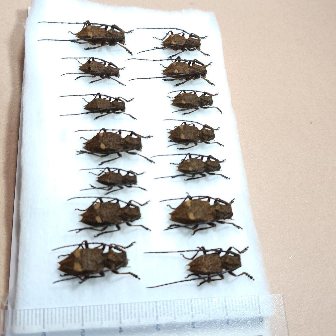 フジータニグチ　ハイブリッドポイント産　7♂7♀