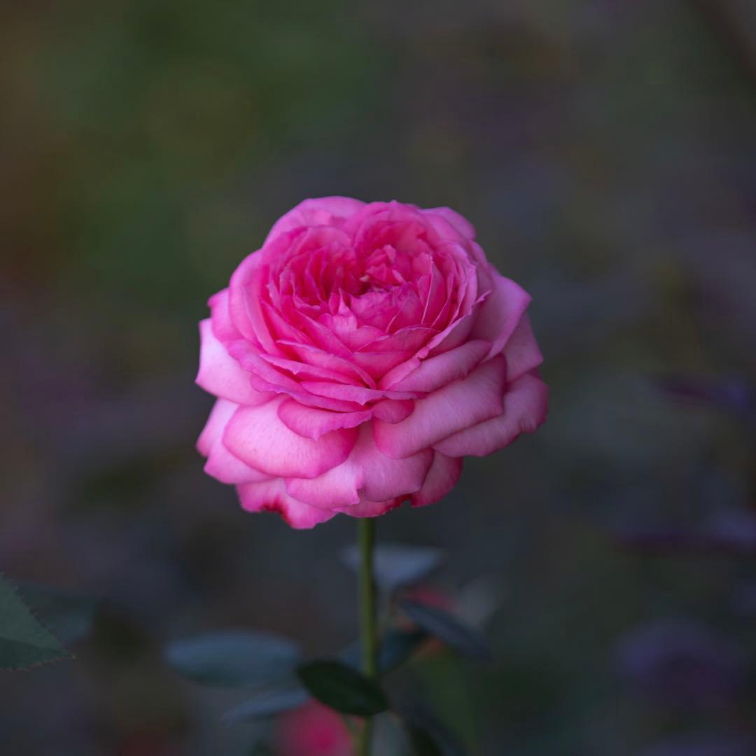 勇気凛々　50本　アレンジ(散らし) 追加ラッピング