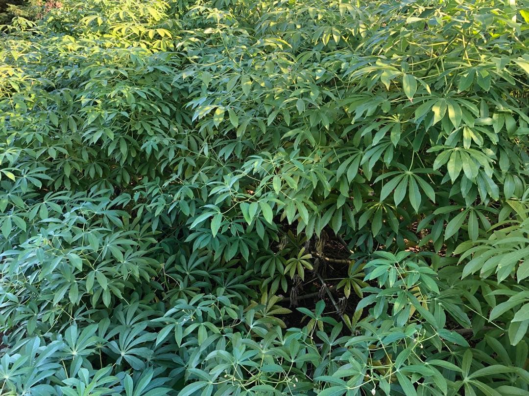 自然栽培キャッサバ芋８キロ