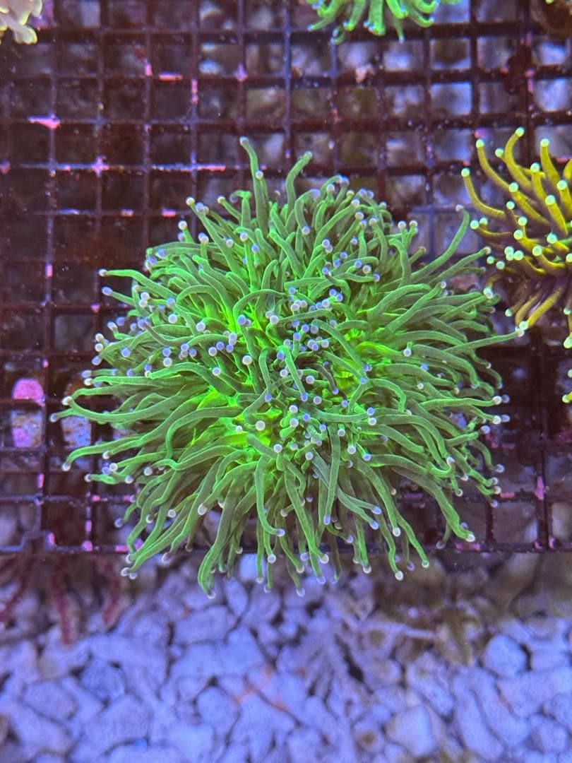 グリーントーチ　+1