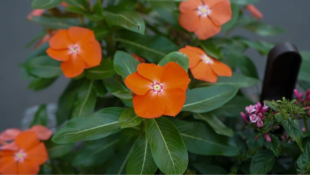 SONYα6300/SONY28-70 f3.5〜5.6 リグ、レンズフィルター