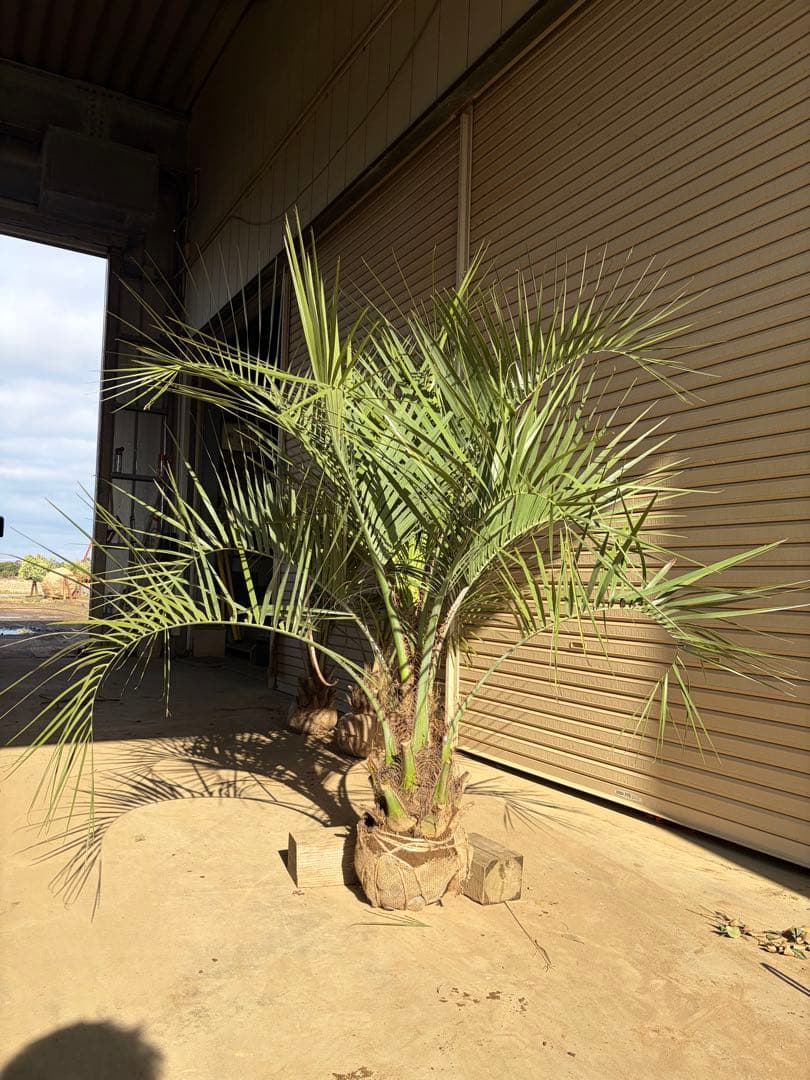 ココスヤシ　根鉢上から130センチ