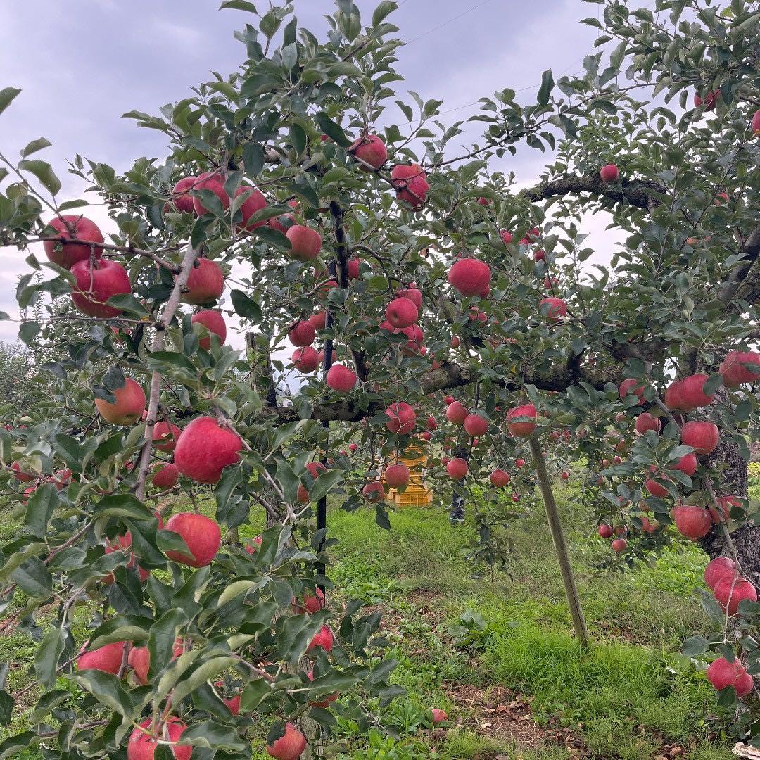 山形県産りんご　サンふじ＆はるか　贈答用　3キロ10玉フルーツキャップ詰め×3箱